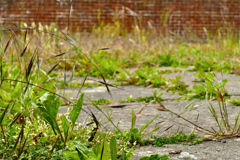 Не соль и не гербициды: как избавиться от сорняков на дорожках — без прополки весь сезон