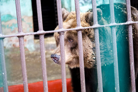 Косолапое переселение: эвакуированных из частного зоопарка Дагестана медведей доставили в Ленобласть — что будет с ними теперь? Косолапое переселение: эвакуированных из частного зоопарка Дагестана медведей доставили в Ленобласть — что будет с ними теперь?