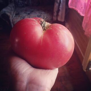 Из всех томатов-гигантов выбираю 1 – и кормлю помидорами всех соседей: плоды до 1.5 кг, мясистые и медовые