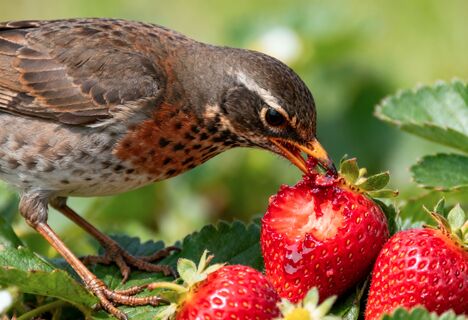 Отпугиваем дроздов с клубничных грядок без особых затрат - птицы боятся этого как огня: эффект на все 100%