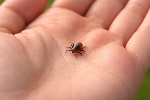 14 жертв в трех районах Петербурга: в каких районах уже активизировались клещи 