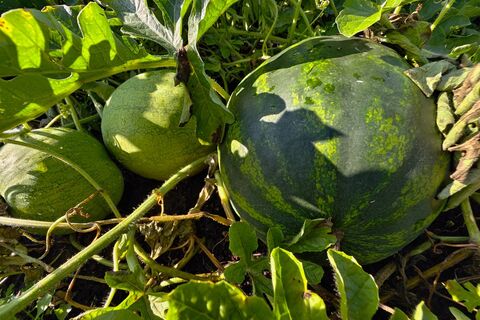 Арбузы не покупаю — без хлопот выращиваю свои: один секрет при посадке — и гигантские сладкие плоды растут как грибы