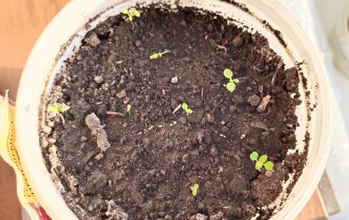 Через неделю после всходов петунии - обязательно: 1 капля под корень - и рассада как молодые дубки, крепкая, коренастая, без желтизны 