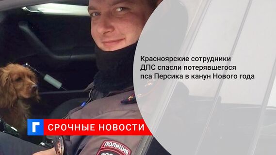 Красноярские сотрудники ДПС спасли потерявшегося пса Персика в канун Нового года