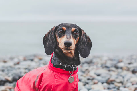 15 лет - только начало: какие собаки являются долгожителями - всего 4 породы