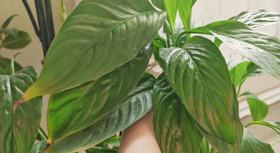 Если спатифиллум долго не цветет - обязательно: 1 стакан под куст - и бутонов тьма-тьмущая, лезут один за другим