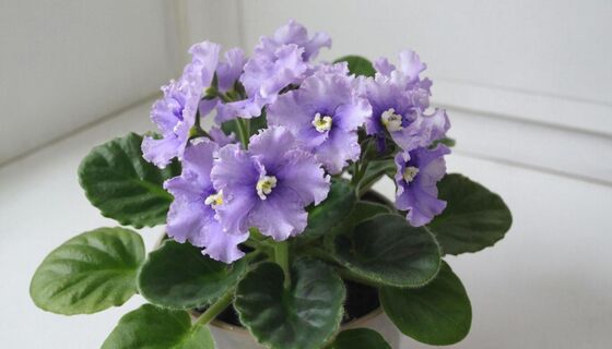 2 подкормки в апреле — и фиалки взорвались цветами: простой секрет