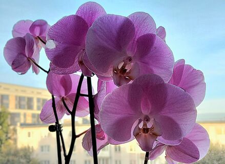 Без горшка и субстрата: выращиваю орхидею по-другому — получаю максимум цветения при минимуме ухода, цветоносы лезут один за другим 