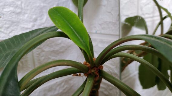 Городовой ру