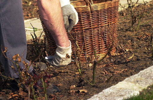 Сразу после схода снега розам – обязательно: 15 г под каждый куст – и мощное цветение продлится до самых морозов  