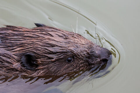 Бобр-старожил Приморского района устроил шоу у Черной речки