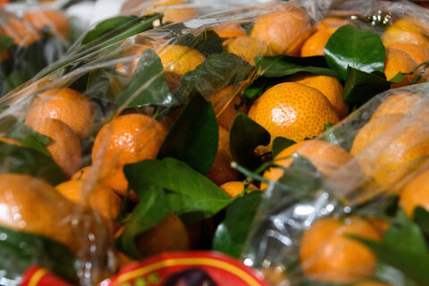 Сладкий груз с сюрпризом: в Петербург прибыло почти девять тонн марокканских клементинов с опасным насекомым