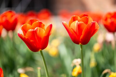 Когда и как пересаживать тюльпаны весной: оптимальный срок и другие нюансы процедуры