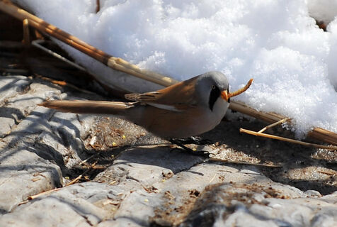 Убраться в доме и загадать желание: как встретить весеннее равноденствие, чтобы привлечь удачу - народные приметы