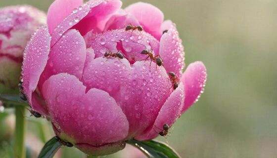 Почему, увидев муравьёв на пионах, не стоит бить тревогу: неожиданная польза от насекомых в саду