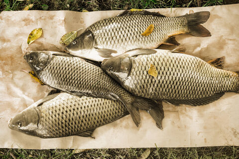 Городовой ру