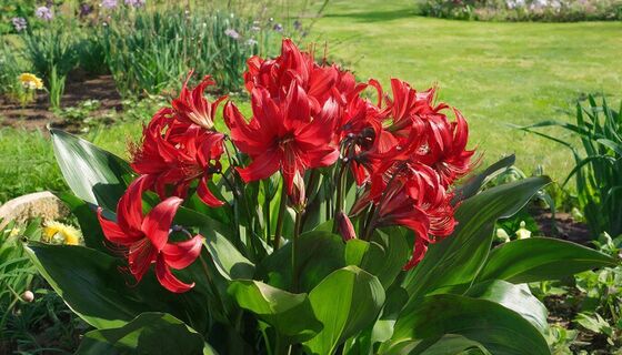 Огромные цветы до 25 см: сажаю гиппеаструм — и радуюсь ярким краскам в саду