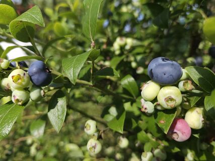 Замучаетесь собирать: агроном назвал эффективную подкормку для голубики – никакой химии