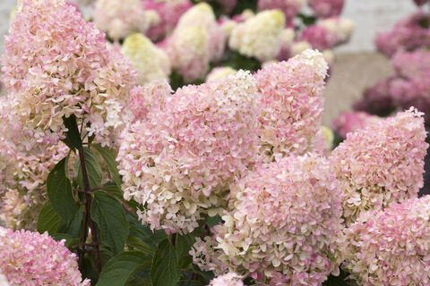 Гортензия весной только об этом и мечтает: приготовили раствор — и под куст: царица сада как в санатории