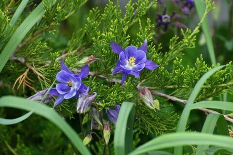 Бросьте семена в снег – и проверьте через пару лет: на второй год пышные и яркие цветы затмят все вокруг – подарок для ленивых