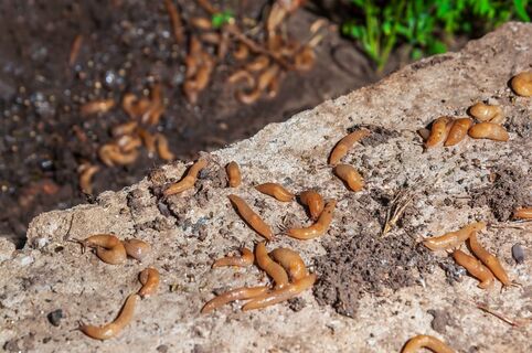 Кирпич спас огород от слизней: деревенский метод — и через 2-3 дня о паразитах на все лето забыл