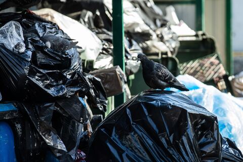 31 тонна шин и 54 куба речного мусора: Петербург провел большую генеральную уборку