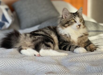 Каких людей на самом деле любят кошки - дело вовсе не в корме: 5 качеств идеального хозяина