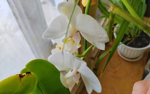Орхидее в марте - обязательно: 5 капель под корень - и фаленопсис к апрелю весь покроется цветами 