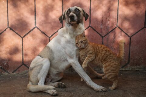 Топ-5 мест, где у хвостатых есть шанс: города России с самым цивилизованным отношением к бездомным животным