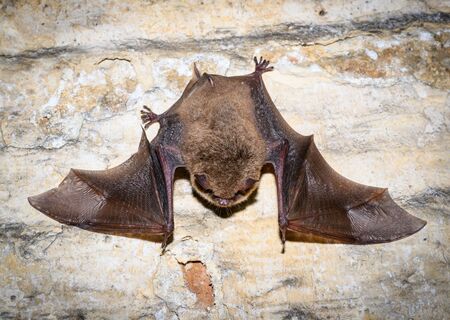 Вот от чего туристы в Питере приходят в ужас: "вампировидный" житель культурной столицы