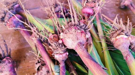 Когда и как сажать гладиолусы на рассаду, в открытый грунт в 2026 году: Лунный календарь, точные сроки, советы эксперта 