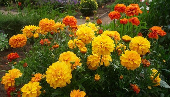 Не упустите время посева бархатцев: как получить яркие клумбы уже весной