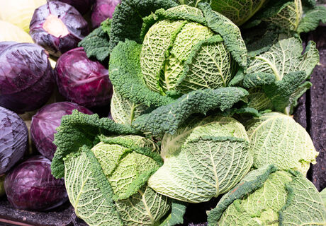 Капусту сажаю в апреле: Самые раннеспелые сорта - выбираю 5 крутых из всех