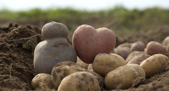 Сыплю 1 горсть в лунку - собираю здоровый картофель: проволочник и медведка обходят участок стороной
