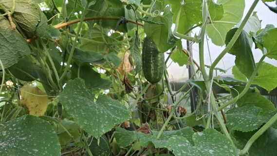 Городовой ру