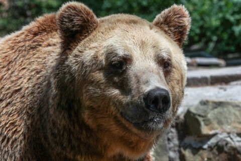 медведи в лесу