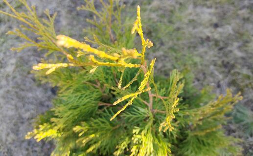 Туя в саду - защитник дома или предвестник несчастий: приметы, суеверия, наблюдения 