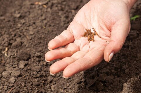 Вот что можно посадить уже в апреле: топ-5 самых холодостойких культур – не боятся ни открытого грунта, ни заморозков
