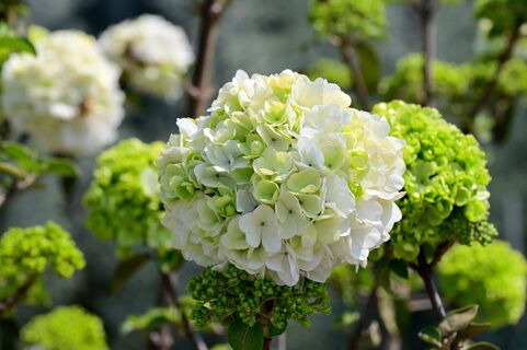 Городовой ру