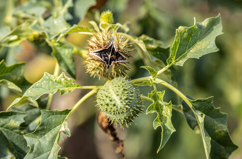 Не только для красоты: эффектный цветок выведет колонию тли и армию клещей, но есть нюанс