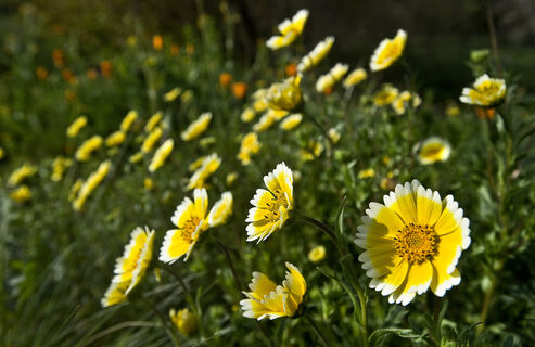 На балконе солнечно даже в унылый день: этот цветок всегда радует, а растет как сорняк