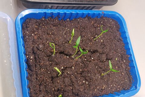 Варю "мусор" 20 минут — получаю мощнейшую подкормку для рассады: стебли крепнут на глазах