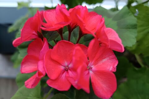 Герань пышнее свадебного платья — цветет все лето: 2 шага в апреле — и бутоны прут отовсюду, не остановить