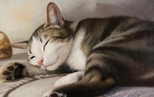 Тихие, спокойные, когти не "дерут": 5 идеальных пород кошек для квартиры