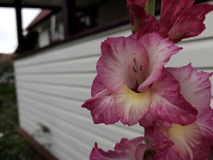 Гладиолусам перед посадкой – как Отче наш: проклюнутся и выпустят мощные стрелки – зацветут раньше, чем у соседей