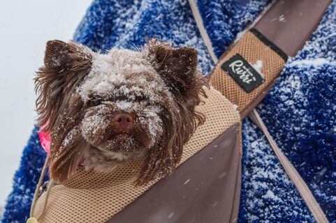 собаки, парк, прогулка