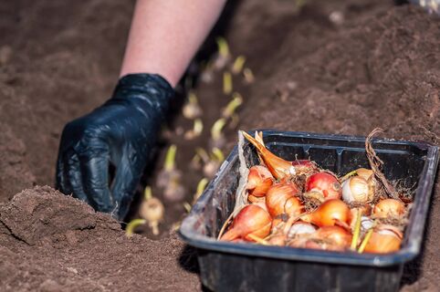 Обеззараживаю лук-севок только так - грибки и вредители боятся этого как огня: не раствор, а защитная броня
