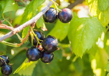 1 отход - и смородина вяжет ягоды размером с черешню: не урожай, а десерт - слаще сахара