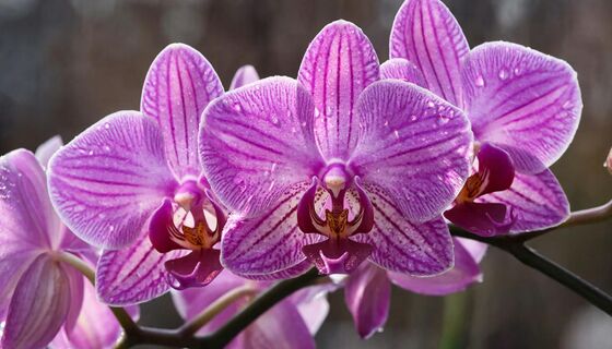 После 10 апреля орхидее - важнее всего: 1 обработка по листу - и фаленопсис краше мисс мира, весь в цветах 