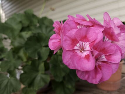 Стакан под куст – и герань не унять: будет "шпарить" бутон за бутоном даже при коротком световом дне